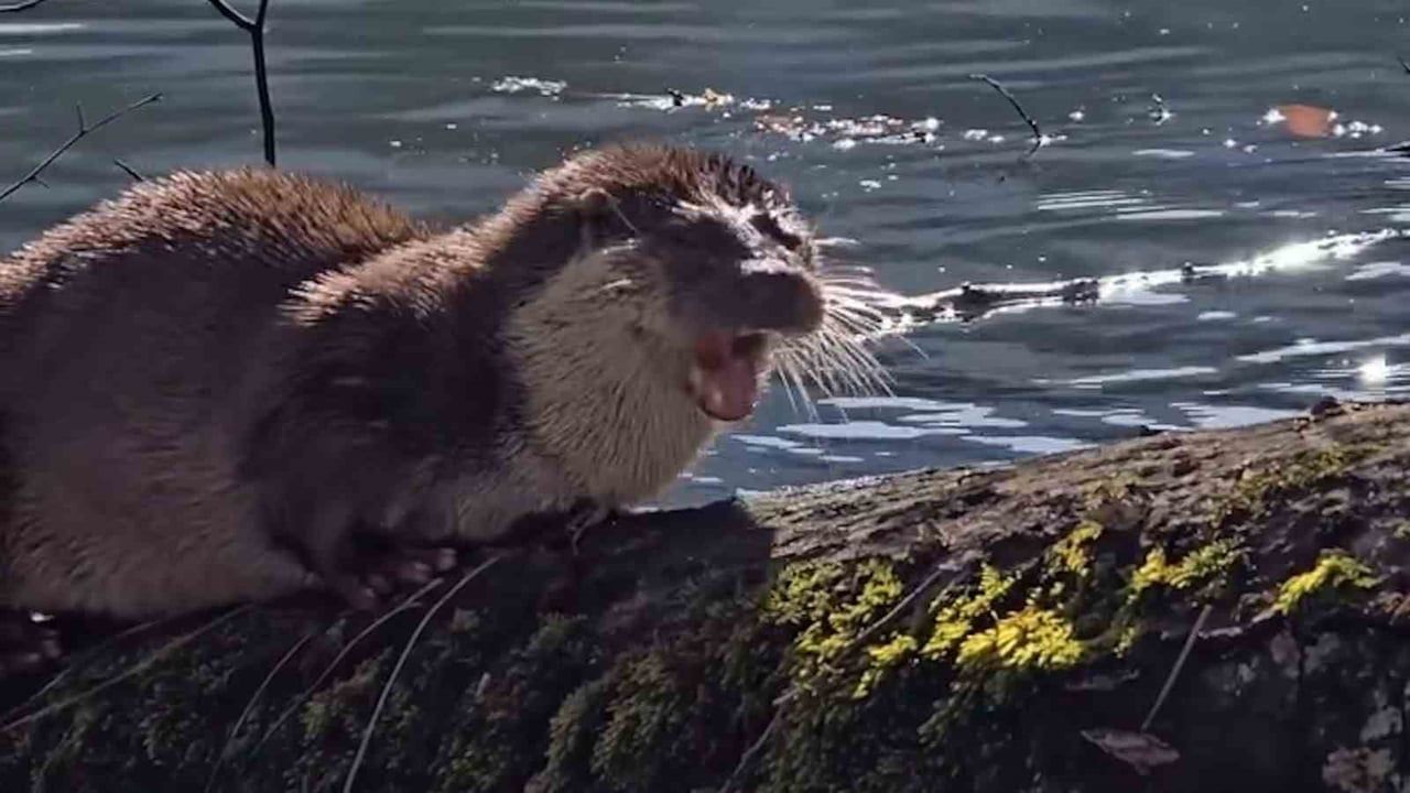 Yedigöller'de Nesli Tehlikede Su Samuru Görüntülendi