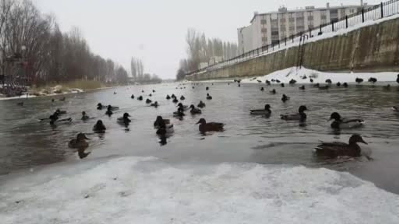 Yeşilbaşlı Ördekler Bayburt’ta Kışlıyor: Çoruh Nehri'nde Göçmen Kuş Ziyafeti
