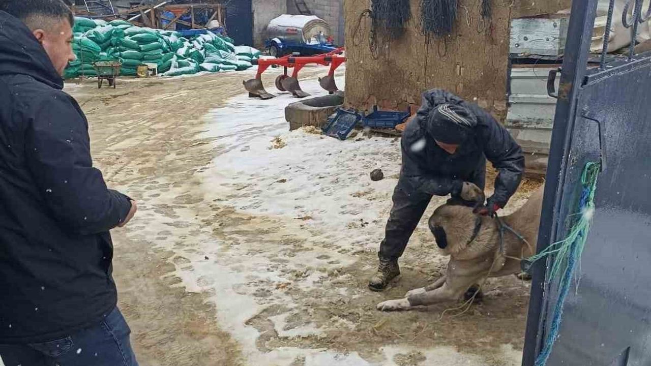 Yozgat’ta 2025’te 7 bin 548 Sahipli Hayvana Mikroçip Uygulandı