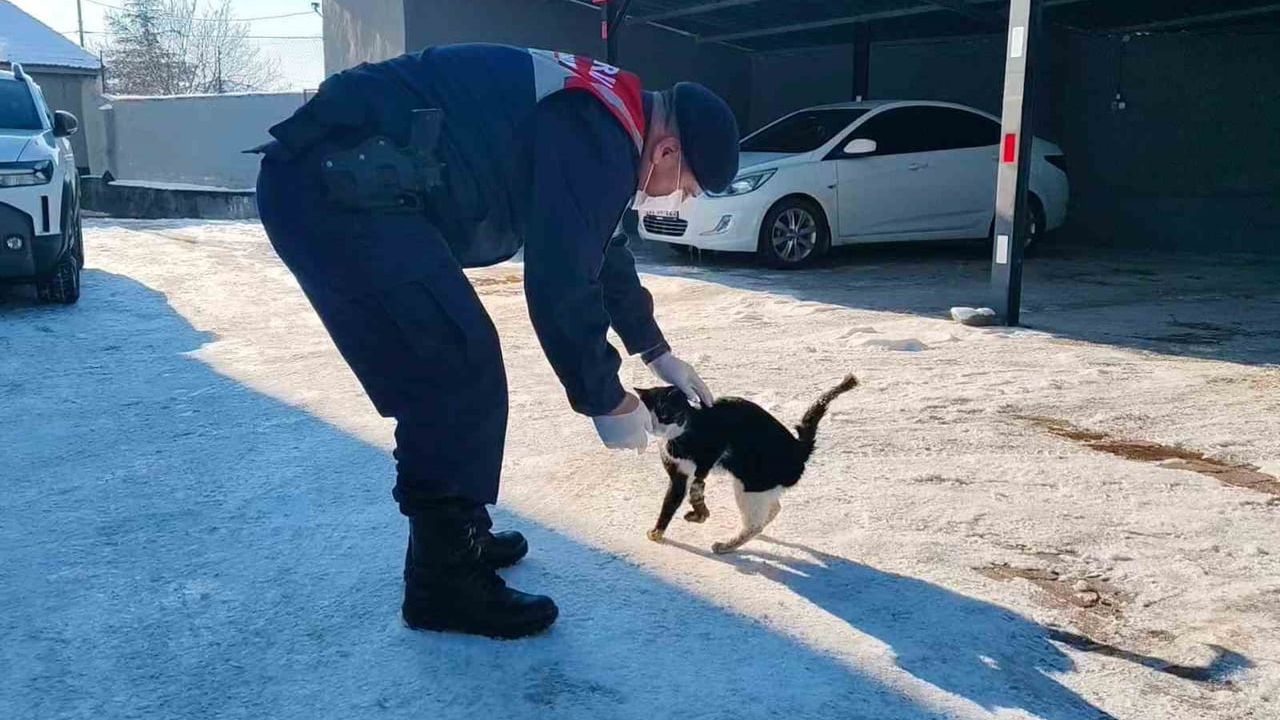 Yozgat'ta Bacağı Kopmak Üzere Olan Kedi HAYDİ Ekiplerince Kurtarıldı