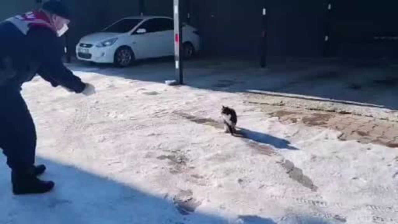 Yozgat'ta Bacağı Kopmak Üzere Olan Kedi HAYDİ Ekiplerince Kurtarıldı