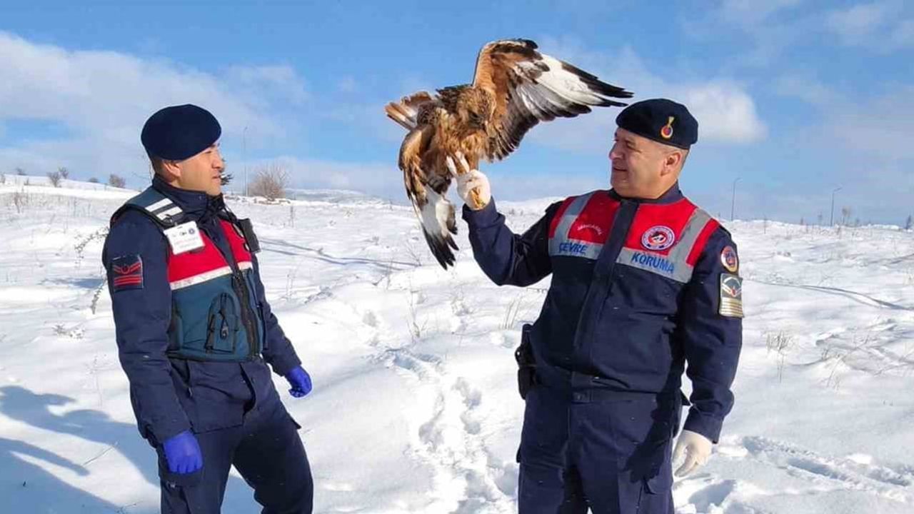 Yozgat'ta Yaralı Kızıl Şahin HAYDİ Ekipleri Tarafından Koruma Altına Alındı