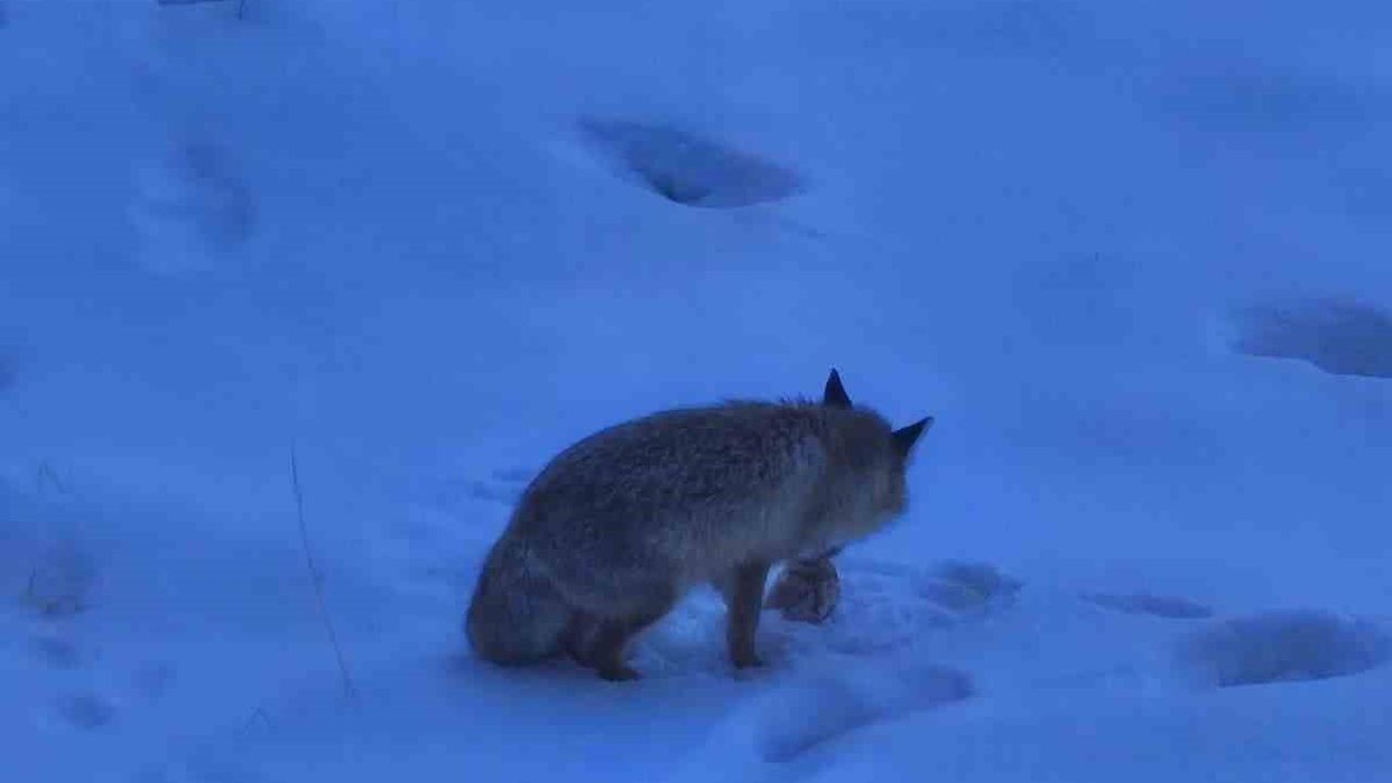 Yozgat Valiliği Bahçesinin Davetsiz Misafiri Tilki Gülümsetti