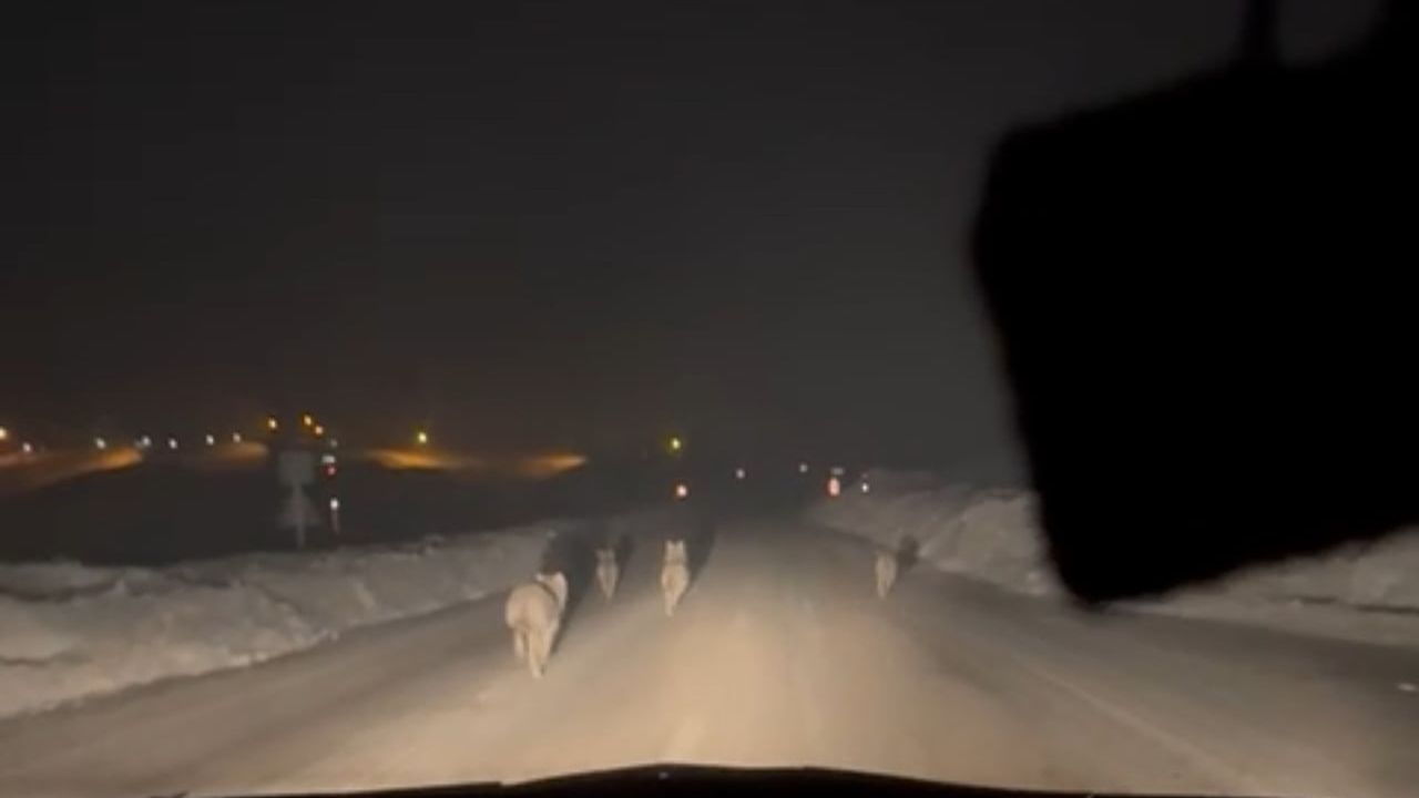 Yüksekova'da Aç Kalan Kurt Sürüsü Köy Yoluna İndi