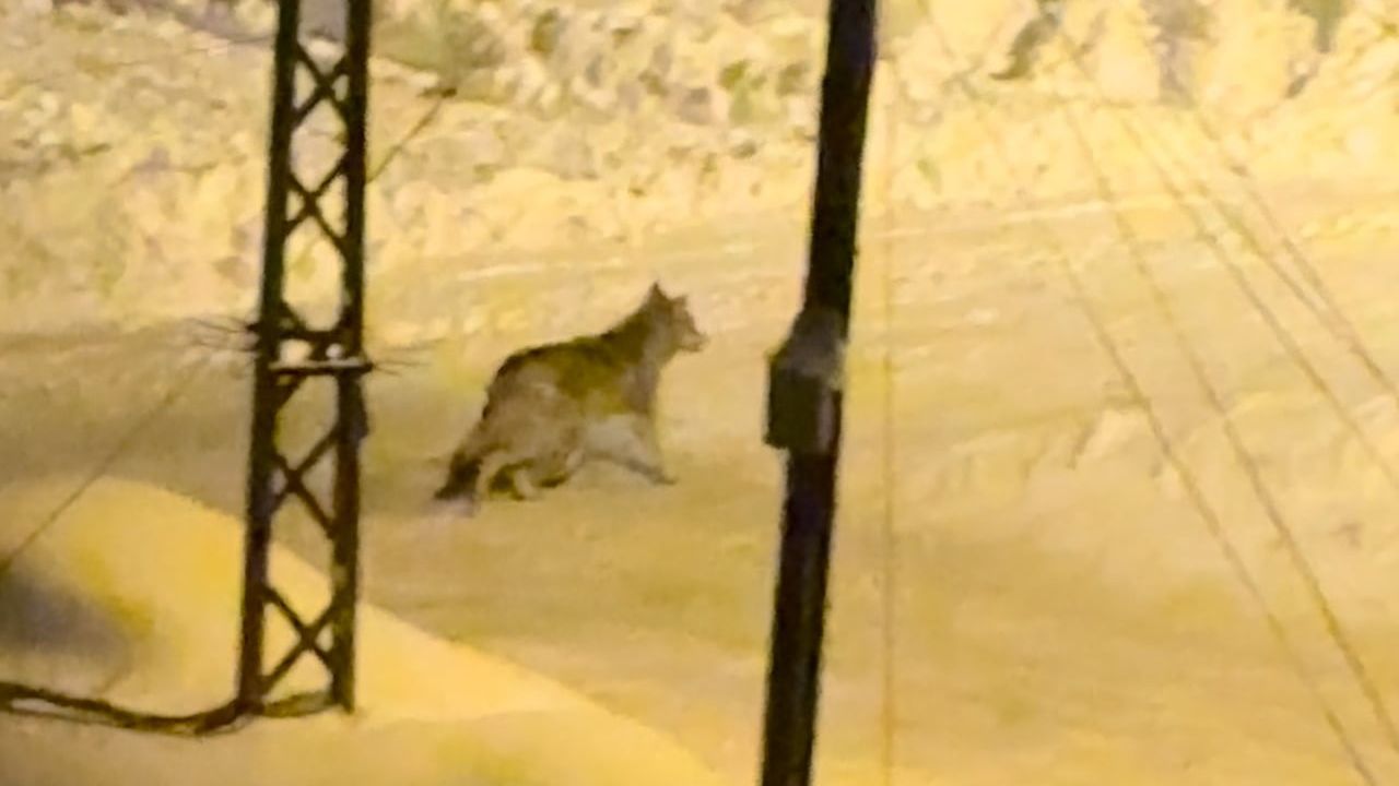 Yüksekova'da Çiftçilere 'Kurt Saldırısı' Uyarısı