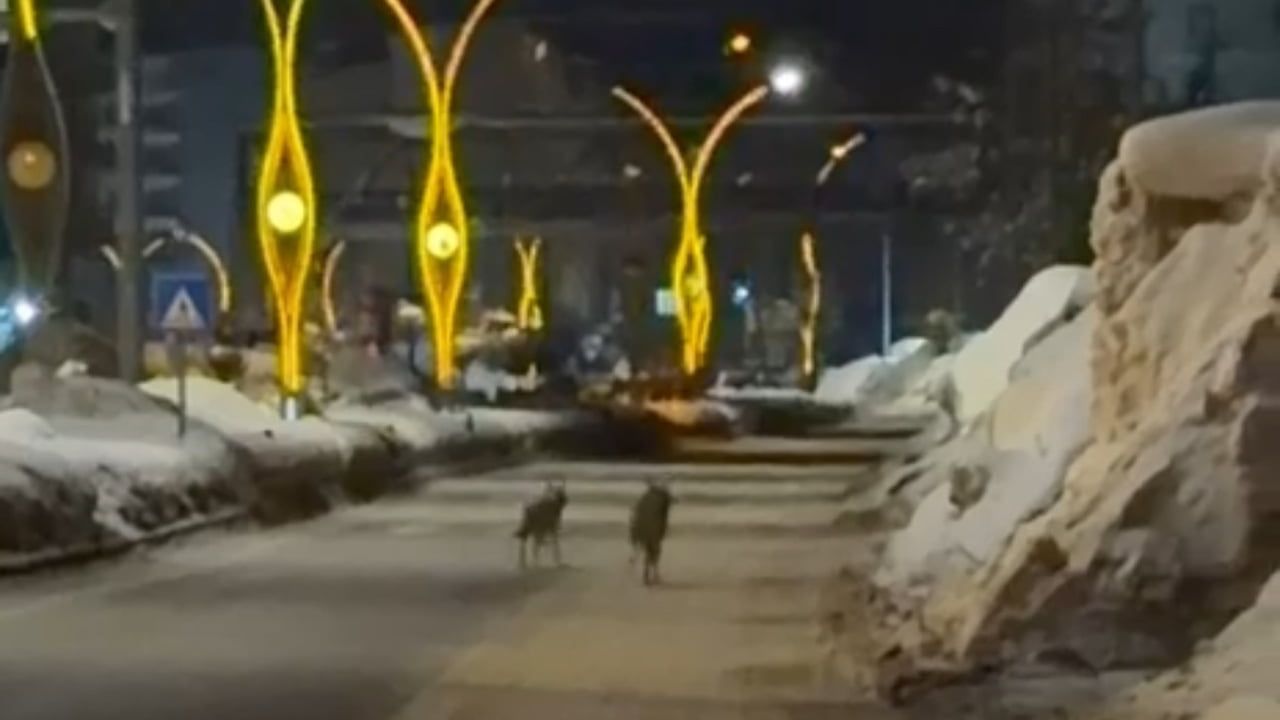 Yüksekova'da Kurtlar İlçe Merkezine İndi