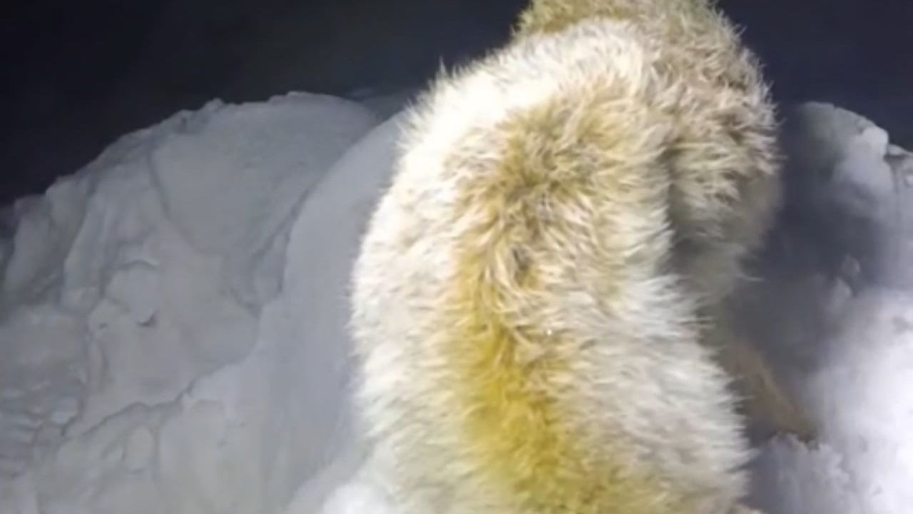 Yüksekova'da Sibirya soğukları: Tilki kar üzerinde ayakta dondu