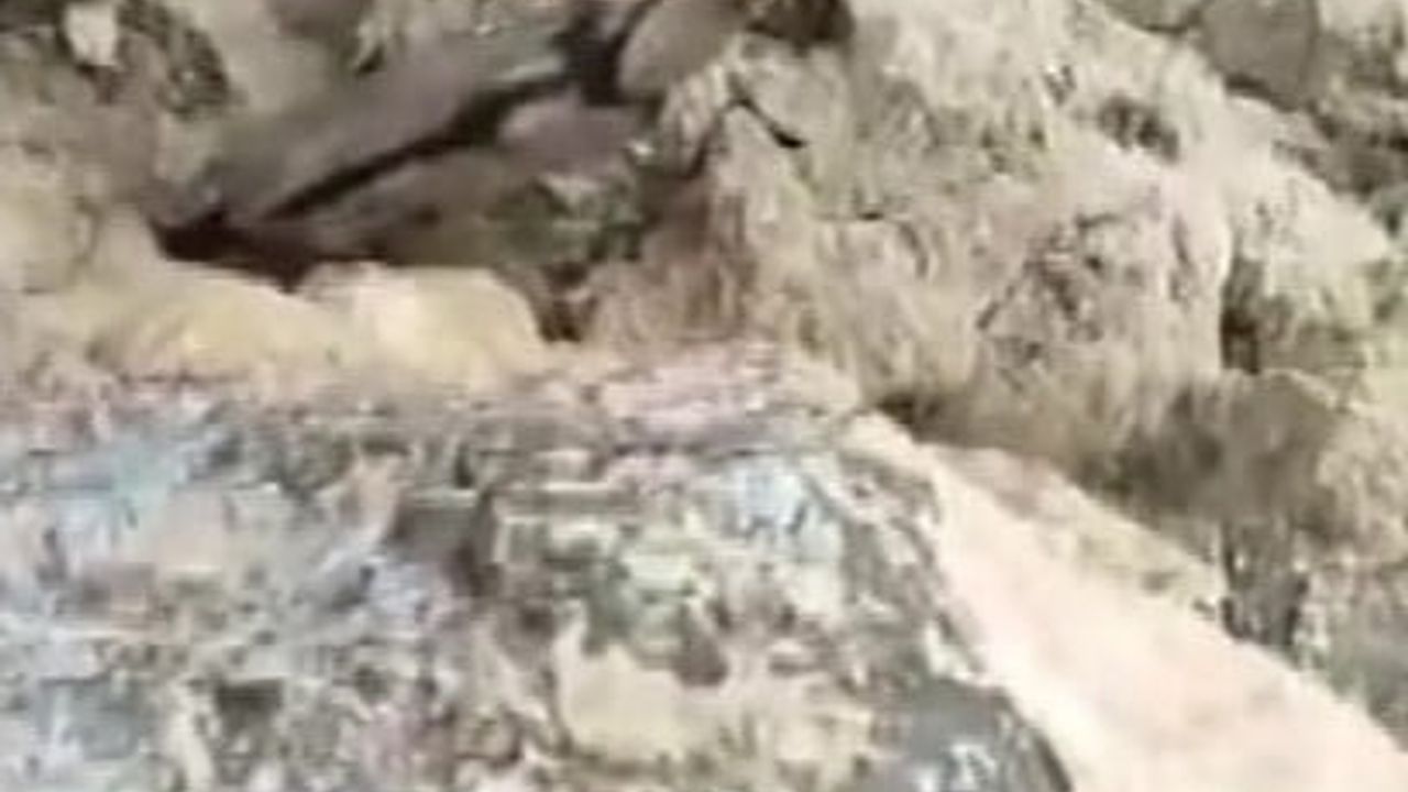 Gercüş Kozlu'da Dağ Keçisi Görüntülendi