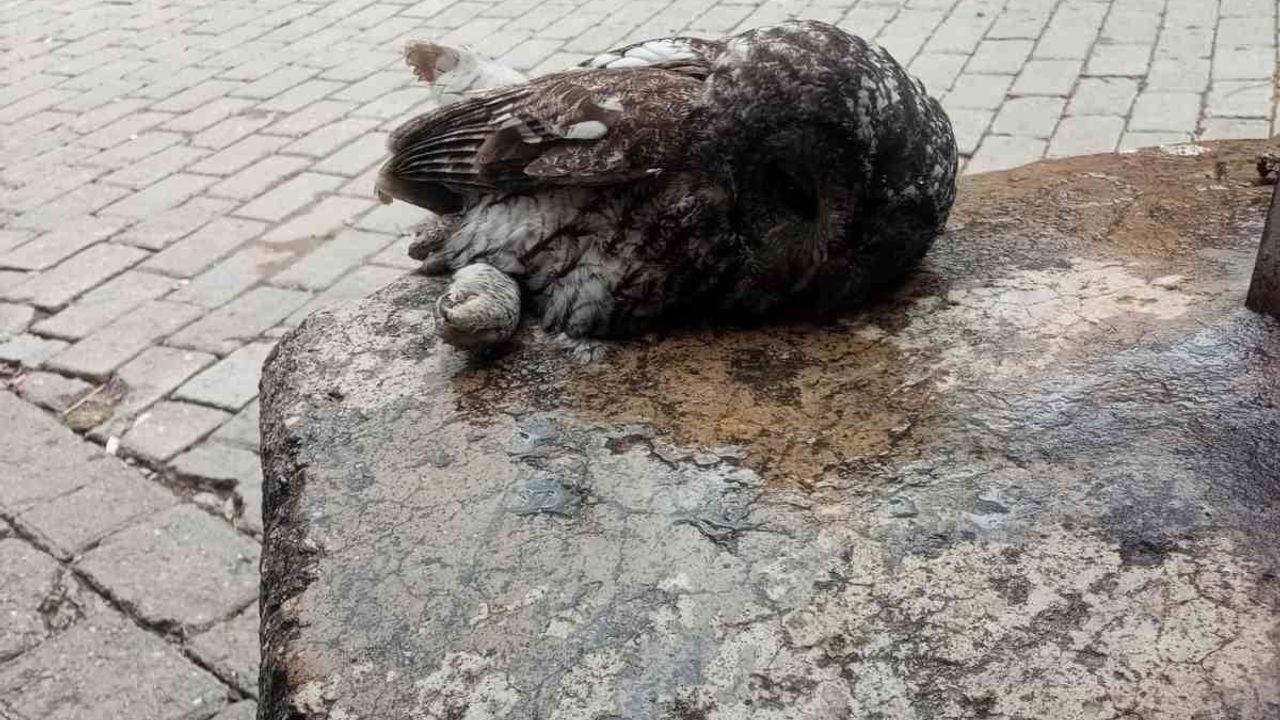 Germencik'te Kahvehaneye Çarpan Baykuş Rehabilitasyona Alındı