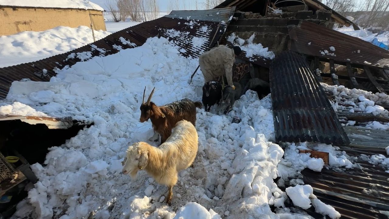 Hakkari Yüksekova'da Ahır Çatısı Çöktü: 2 Hayvan Telef, 6 Keçi Kurtarıldı