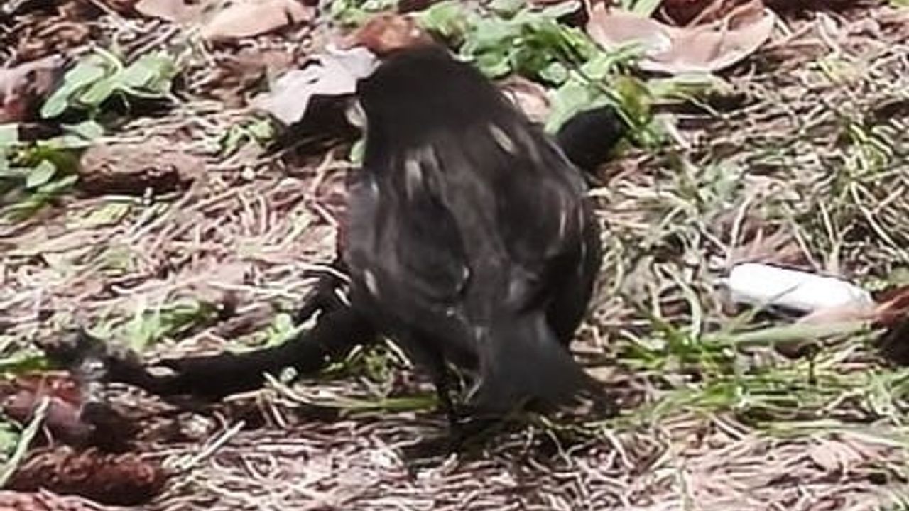 Isparta'da Nadir Siyah Serçe 'Kömür' İlgi Odağı Oldu