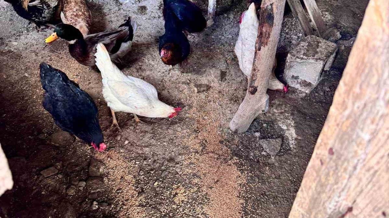 İzmir'de Sağanakta Can Kurtarma: Büyükşehir Ekipleri Hayvanları da Korudu