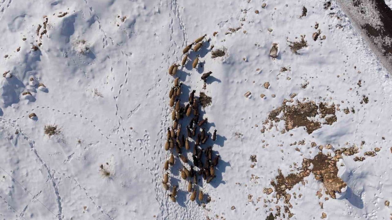 Mardin Mazıdağı'nda Besicilerin Zorlu 'Kar' Mesaisi