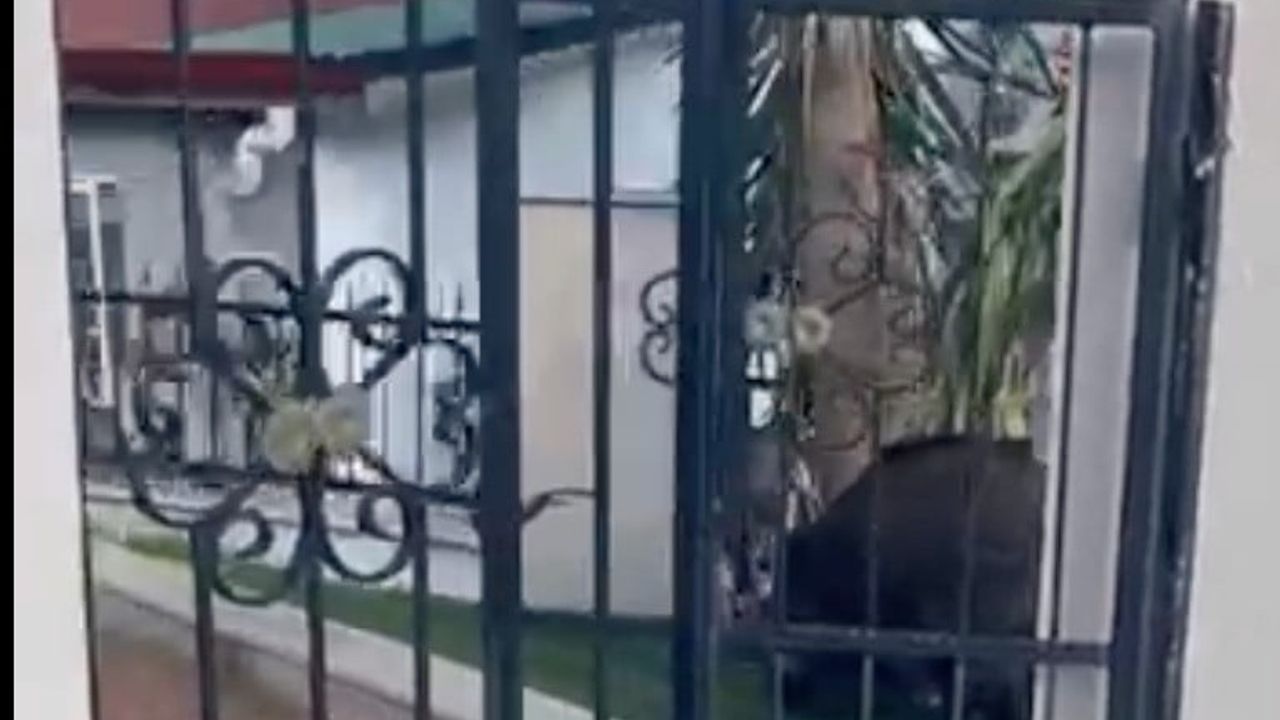 Marmaris Belediyesi'ne Yaban Domuzları İçin Bilgi Edinme Davası