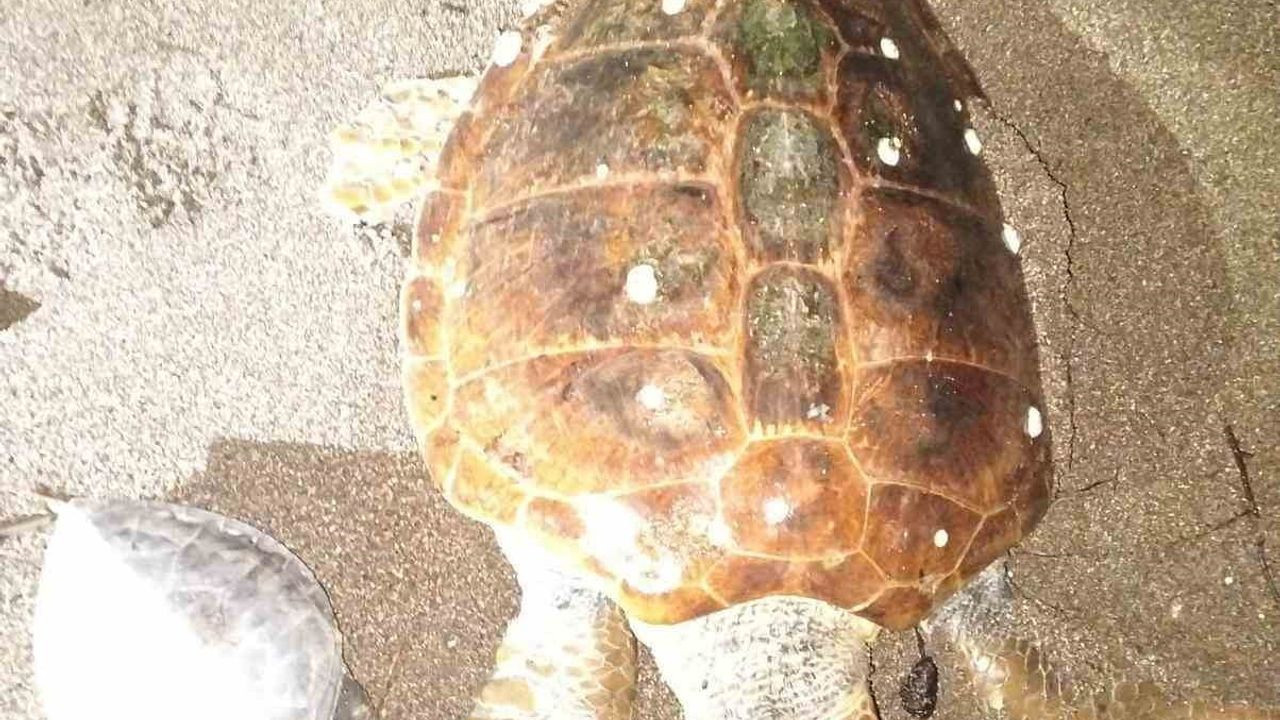 Marmaris Çiftlik Koyu'nda 2 caretta caretta ölü bulundu
