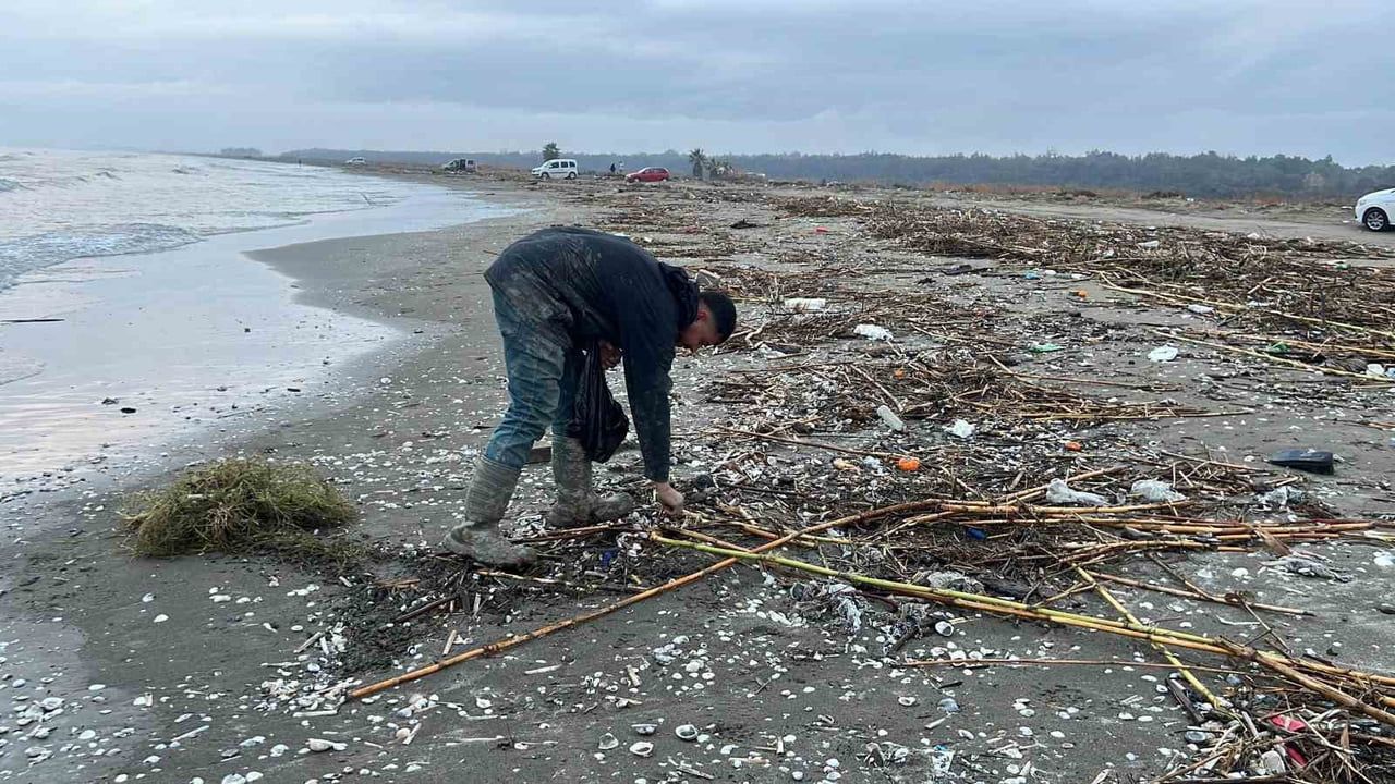 Mersin'de binlerce kargı midyesi sahile vurdu: Balıkçılar yem için topladı