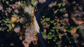 Hamsiköy'ün Oyuk Ağaçları Sonbaharda Fotoğraf Tutkunlarını Büyülüyor