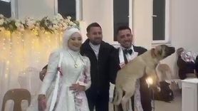 Denizli'de Düğün Hediyesi: 100 Bin TL Değerinde Anadolu Çoban Köpeği