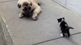 Ekmek Kavgası Sona Erdi: Kedi ve Köpekler Dost Oldu