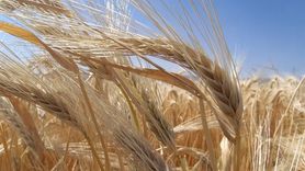 Kuraklık Arpa Ekimini Artırdı: TMO'nun Ekim 2025 Değerlendirmesi