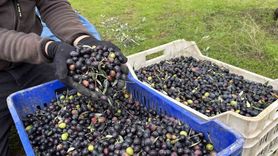 Osmaneli'nde Zeytin Hasadı Sona Erdi: Rekolte Düşüşü ve Fiyat Tepkisi