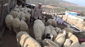 Şap Karantinası Bozdoğan’da Meraları Boşalttı — Çobanlar Hayvanları Ağılda Tutuyor