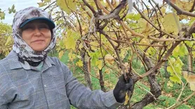 Sarıgöl'de Bağda Kalan Üzümler Aile Bütçesine Can Suyu Oluyor