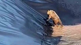 Siirt’te kurt boş havuza düştü — İki saatlik mücadeleyle çıktı