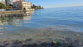 Sinop'ta Deniz Kirliliği Endişesi: Yelken Kulübü Önünde İnceleme