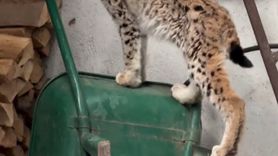 Torul'da Yolunu Şaşıran Vaşak İlçe Merkezine İndi