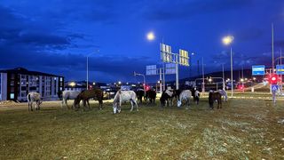 Ardahan'da Yılkı Atları Yiyecek Aramak İçin Yola İndi