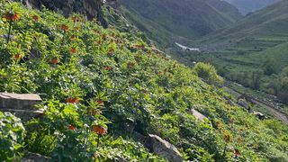 Hakkari'de Ters Laleler Jandarma Tarafından Korunuyor