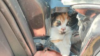 Hatay'da Otomobil Kapısına Sıkışan Kedi Yavrusu Kurtarıldı