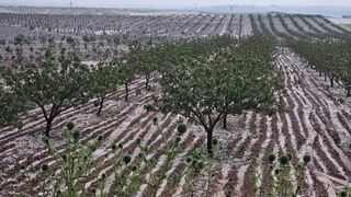 Şanlıurfa'da Dolu Felaketi: Tarım Alanları Zarar Gördü