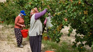 Tescilli Mut Kayısısında Hasat Sezonu Başladı
