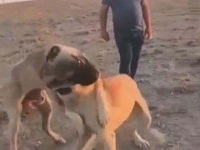 Sosyal medyaya düşen köpek dövüşü üç kişiyi adliyeye götürdü