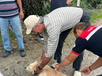Ortaca'da kedi ve köpeklere yönelik kapsamlı kuduz aşısı çalışması