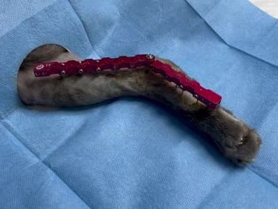 kurtarılan 'Mars' dört günde ayağa kalktı: bölgede ilk uygulamayla hızlı iyileşme