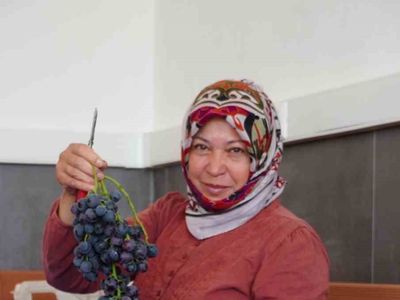 Manisa'da bağcılığın yeni sürprizi: çilek tadında Bronx Seedless