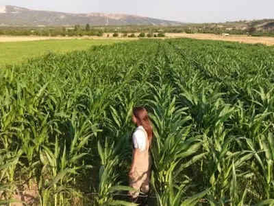 çiftliğin yükünü genç kadın sırtladı, üretmeyi sürdürdü