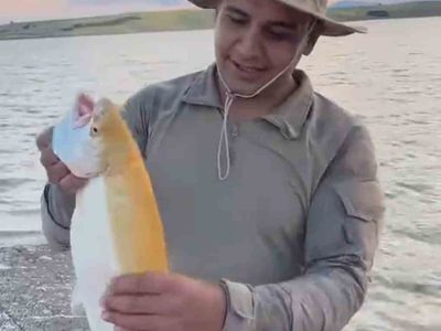 Keban barajı'nda nadir sarı albino alabalık yakalandı