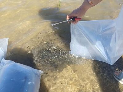 Gelecek nesil amatör balıkçılar için Burdur göllerine yavru sazan