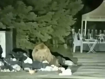 Uludağ Sarıalan'da çöp konteynerinde yiyecek arayan ayı cep kamerasına yansıdı
