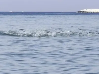 Karacabey Malkara kıyılarında yunusların kıyıya kadar süren av gösterisi