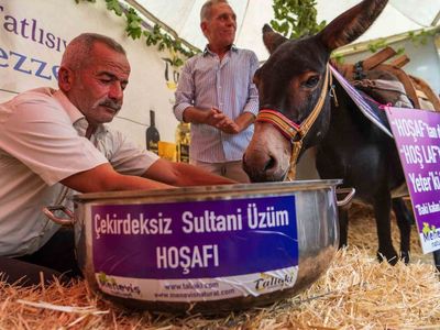 Hoşafın savunucusu: Saruhanlı'da eşek ve üzüm kültürüne ironik çağrı