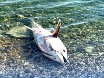 Çeşme ve Karaburun’da orkinos ölümleri çevresel uyarı veriyor