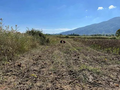 Simav'da hibeli ayçiçeği tarlalarında hasat performansı sahada izlendi