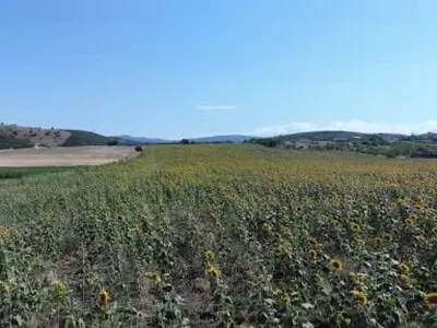 Pazaryeri'nin ayçiçeği tarlaları sarının binbir tonunu sergiliyor