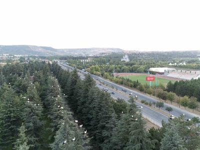 Eskişehir sokaklarında beyaz misafirler: leylekler göç öncesi dinlendi