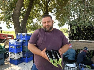 Sel felaketinin ardından tarlada patlıcan bereketi